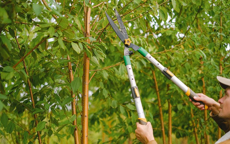 Tree trimming in River Forest, IL